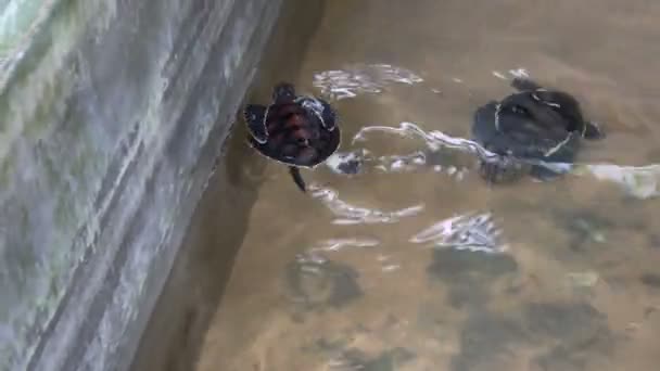 Tartarughe Marine Che Nuotano Piscina Centro Salvataggio Tartarughe Marine Fattoria — Video Stock