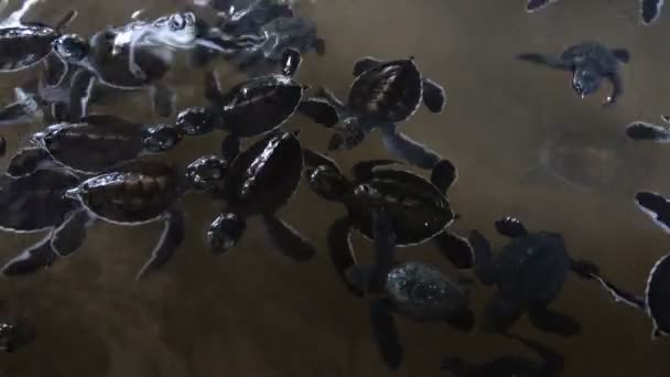Kuluçka Havuzunda Yüzen Bir Grup Küçük Yavru Kaplumbağa Deniz Kaplumbağası — Stok video
