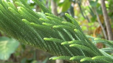 Tropikal çam Araucaria egzotik yeşil yaprakları. Fraser köknar bitkisinin yeşil yaprakları. Close