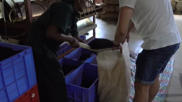 ランボダ スリランカ 2018 男女パックは 茶工場で袋に茶をソート — ストック動画