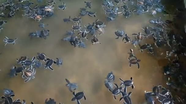 Grupp Små Baby Sköldpaddor Som Simmar Inkubations Bassäng Sea Turtle — Stockvideo