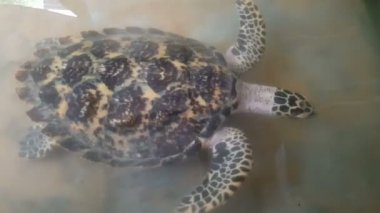 Havuzda yüzen deniz kaplumbağaları. Deniz Kaplumbağası Kurtarma Merkezi. Sri Lanka Kaplumbağa çiftliği