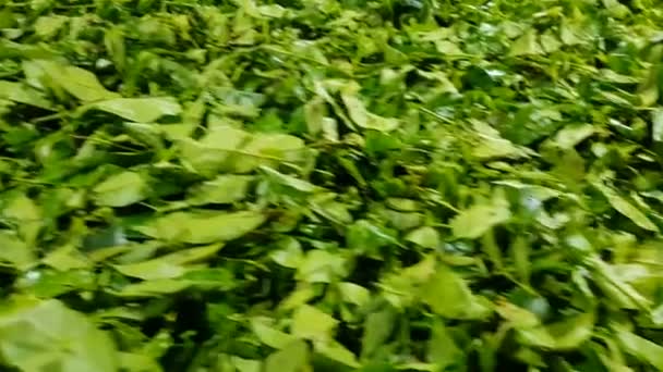 Hojas Verdes Recién Recogidas Ceilán Secando Hojas Primer Plano — Vídeo de stock