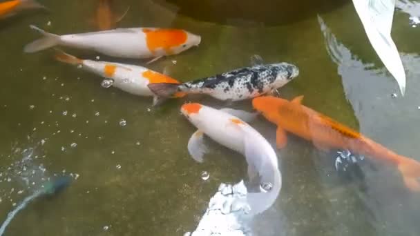 Japon Sazan Koi Gölet Içinde Yüzerler Evde Balık Yetiştirme — Stok video