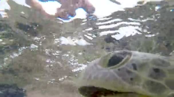 남자는 바다에서 거북을 공급한다 클로즈업 — 비디오