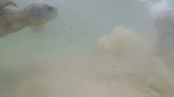 Hombre Nada Con Una Gran Tortuga Marina Bajo Agua Océano — Vídeos de Stock