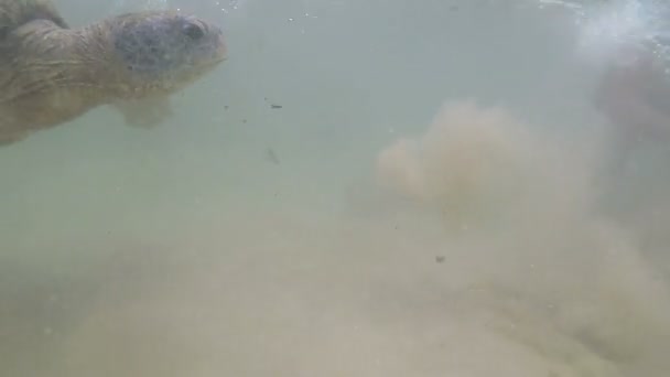 Homme Nage Avec Une Grande Tortue Mer Sous Eau Dans — Video