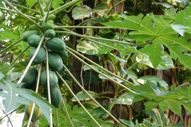 Bir ağaç üzerinde yeşil papaya meyveleri