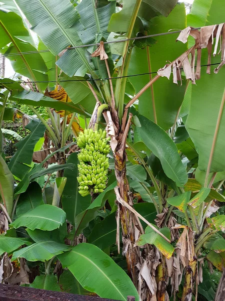 A branch of green bananas hanging on a banana tree. Bunch of bananas