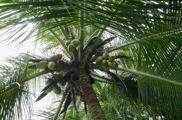 Green coconuts on a coconut tree. Bottom view