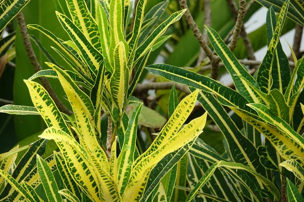 Planta de crotão verde e amarelo em um jardim tropical — Fotografia de Stock