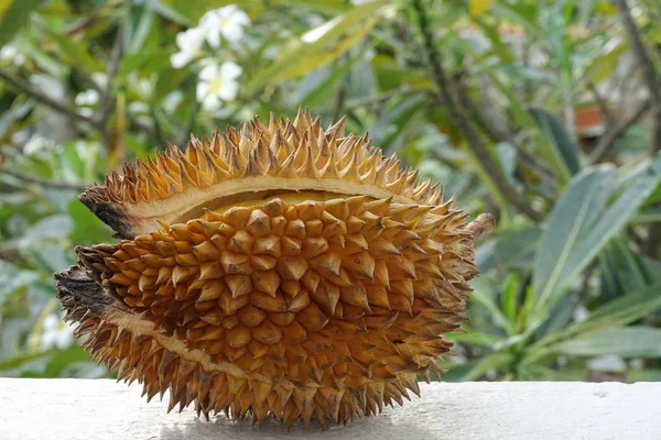 Fruta duriana madura com pele pontiaguda rachada em um fundo de jardim desfocado verde — Fotografia de Stock