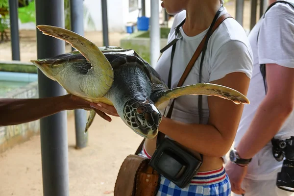 Una joven tiene una tortuga grande en sus manos. Granja de tortugas en Sri Lanka — Foto de Stock