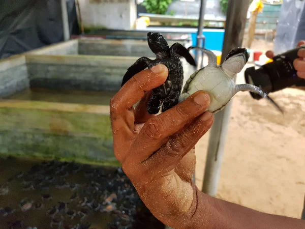 Un hombre sostiene dos pequeñas tortugas en su mano cerca de la piscina de incubación. Primer plano de una mano Imagen de archivo