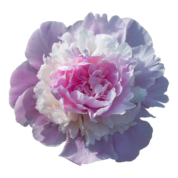 Blooming pale pink peony isolated on white background-isolated