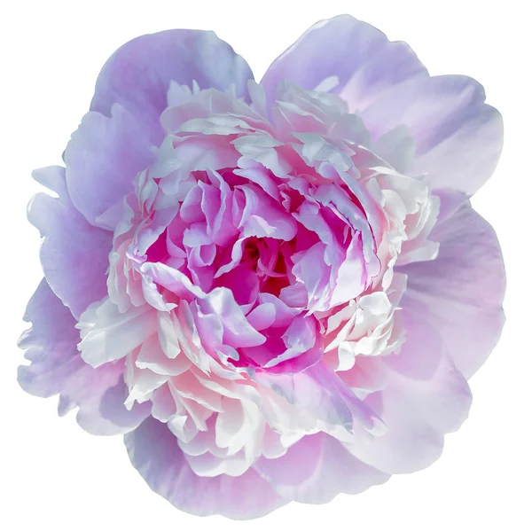 Blooming pale pink peony isolated on white background-isolated