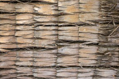 Ağaç kabuğu dokusuna yakın plan, tasarım için arkaplan