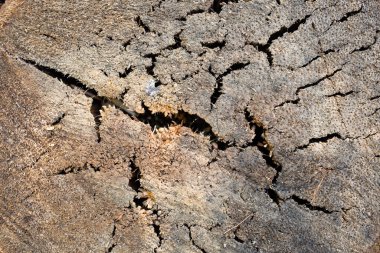 Ağaç gövdesinde üç boyutlu çatlaklar var. Muhteşem ahşap dokusu
