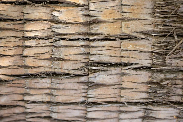 Close Textura Casca Árvore Fundo Para Design — Fotografia de Stock