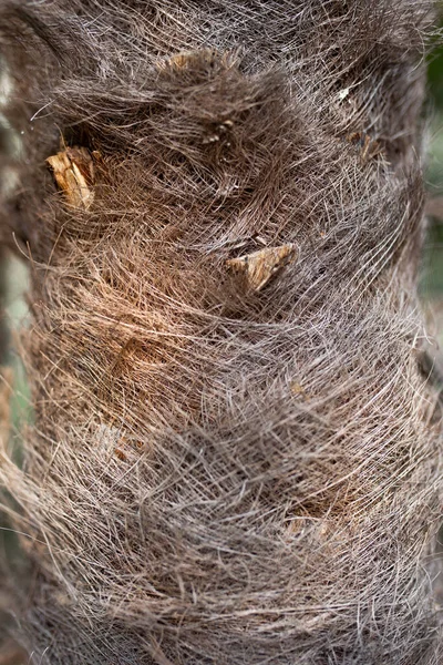 Tree Trunk Texture Palm Tree Hair Texture — Stock Photo, Image