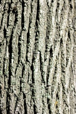 Close-up of tree bark with cracks and moss. Natural texture under sunlight