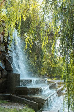 Yeşil söğüt ağaçlarıyla çevrili küçük şelale. Güneş ışığı, su sıçraması ve huzurlu doğal atmosfer.. 