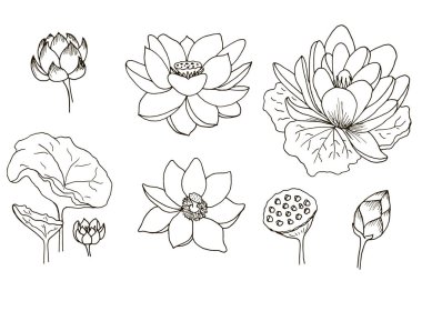 Lotus çiçekleri, tek tek öğeleri, farklı aşamaları.