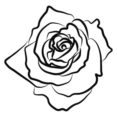 Gül çiçek, beyaz arka plan üzerinde tek öğe. Tasarım için kullanılabilir.