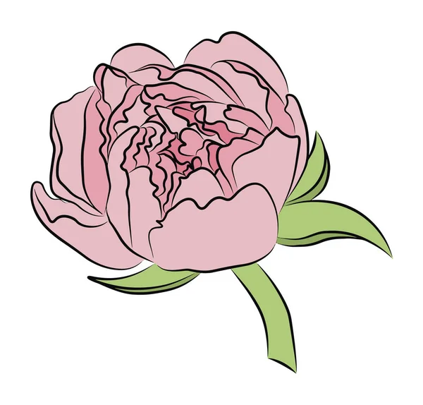 Şakayık çiçeği beyaz zemin üzerine.