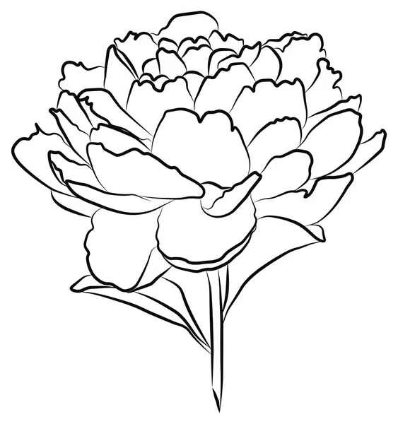 Bazsarózsa Virág Virágzott Különálló Elem Fehér Háttér — Stock Fotó