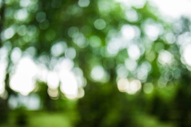 yeşil bokeh. bokeh ağacından. bulanık ağaç ve bokeh ağaç. Bokeh ile bulanık park