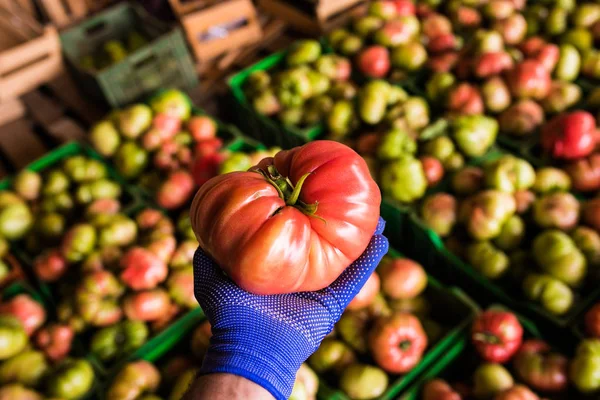 Tomatoes in boxes. In the supermarket. Man holding a tomato in his hand