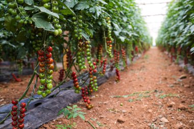 Ağaç domates büyüyen bir meyve bahçesi. Hasat domates.