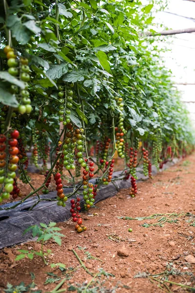 Pěstování Rajčat Cherry Květináčích Nasadíme Kovový Stojan Green House — Stock fotografie