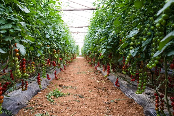 Pěstování Rajčat Cherry Květináčích Nasadíme Kovový Stojan Green House — Stock fotografie