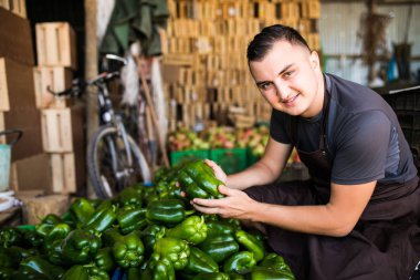 Genç adam çiftçi hasat yeşil evden sonra kutusunda taze yeşil biber ile.