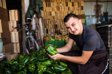 Genç adam çiftçi hasat yeşil evden sonra kutusunda taze yeşil biber ile.