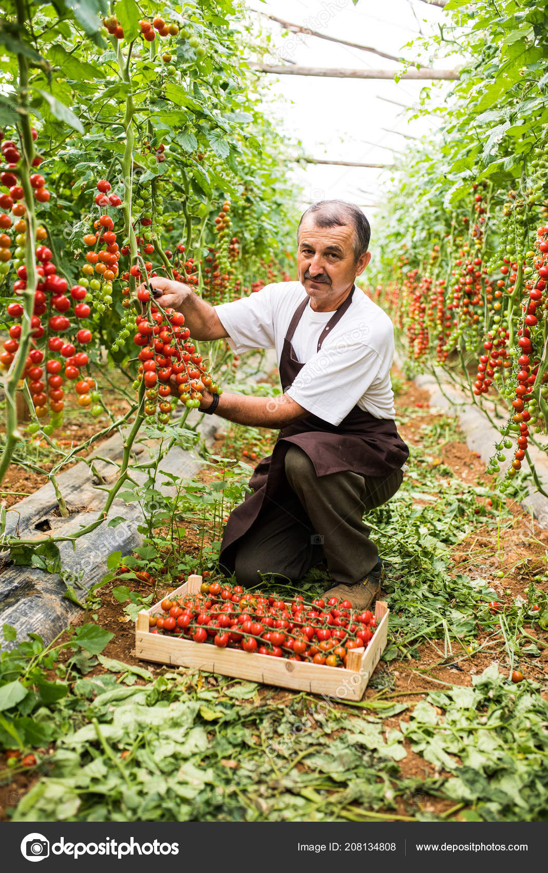 Think, mature cherry tomato remarkable Mature cherry tomato apologise