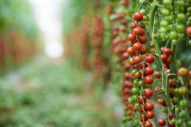 Serada büyüyen domates.