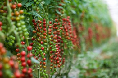 Bir demet kırmızı kiraz domates bir sera içinde