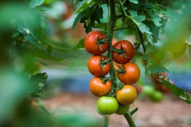 Serada büyüyen ripe domates bitki. Lezzetli kırmızı domatesler. Bulanık arka plan ve kopya alanı