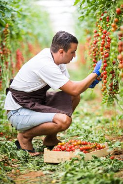 Çiftçi adam kiraz domates makas hasat ile sera aile işinde toplar.