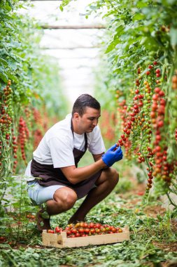Çiftçi adam kiraz domates makas hasat ile sera aile işinde toplar.