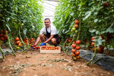 Genç adam Satılık Ahşap kutular içinde taze domates toplama