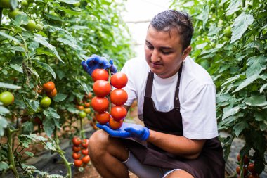 Beyaz adamın tutarak taze kırmızı domates bir sera aldı yeşil çim zemin üzerine açık eller