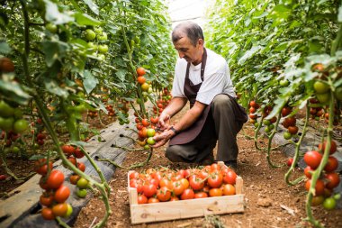 Şapkalı olgun adam kontrol kırmızı kiraz domates hasat sera aile işinde