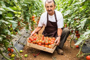 Şapkalı olgun adam kontrol kırmızı kiraz domates hasat sera aile işinde