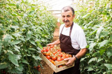 Kutuları bir sera satışlarda önce domates taşıyan çalışan adam