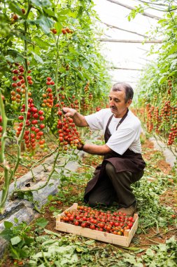 Şapkalı olgun adam kontrol kırmızı kiraz domates hasat sera aile işinde