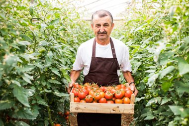 Orta yaş insan taşımak ahşap kutularda greeenhouse aldım kırmızı domates.